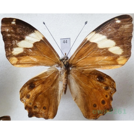 Lethe chandica (Moore, 1858) Indonesia, Sumatra 62mm44